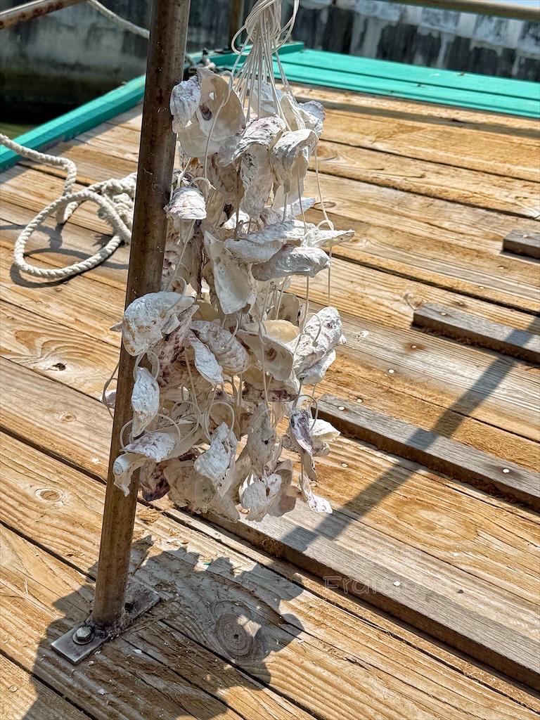 台南七股｜永順號遊潟湖：250元烤蚵不限時吃到飽，老闆不怕你吃，就怕你不吃，還有搭船遊潟湖生態導覽 @果果愛Fruitlove