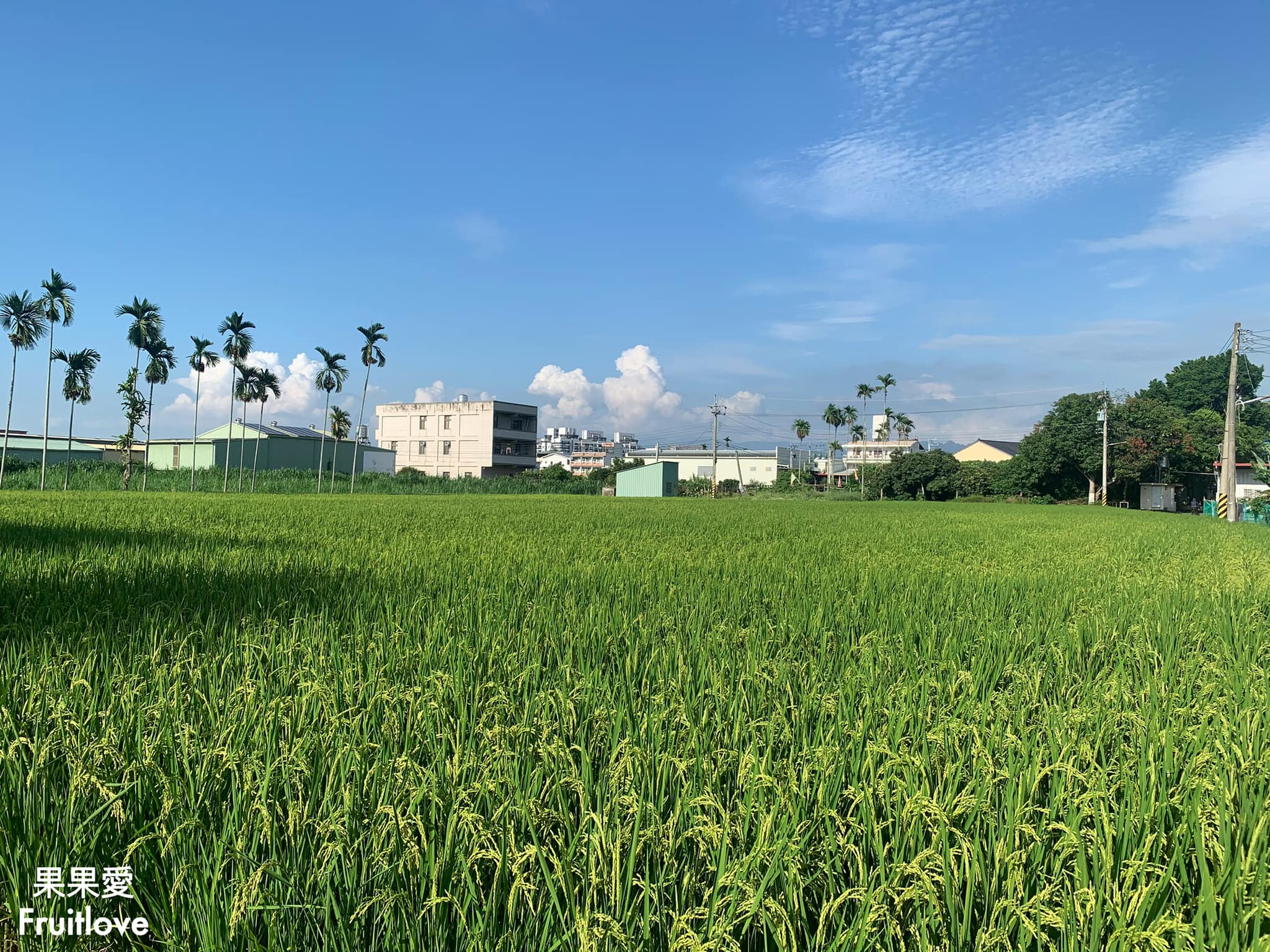 田間小路五十一號麵包研究所⟩隱藏田野之間的美味麵包-南投草屯美食 @果果愛Fruitlove