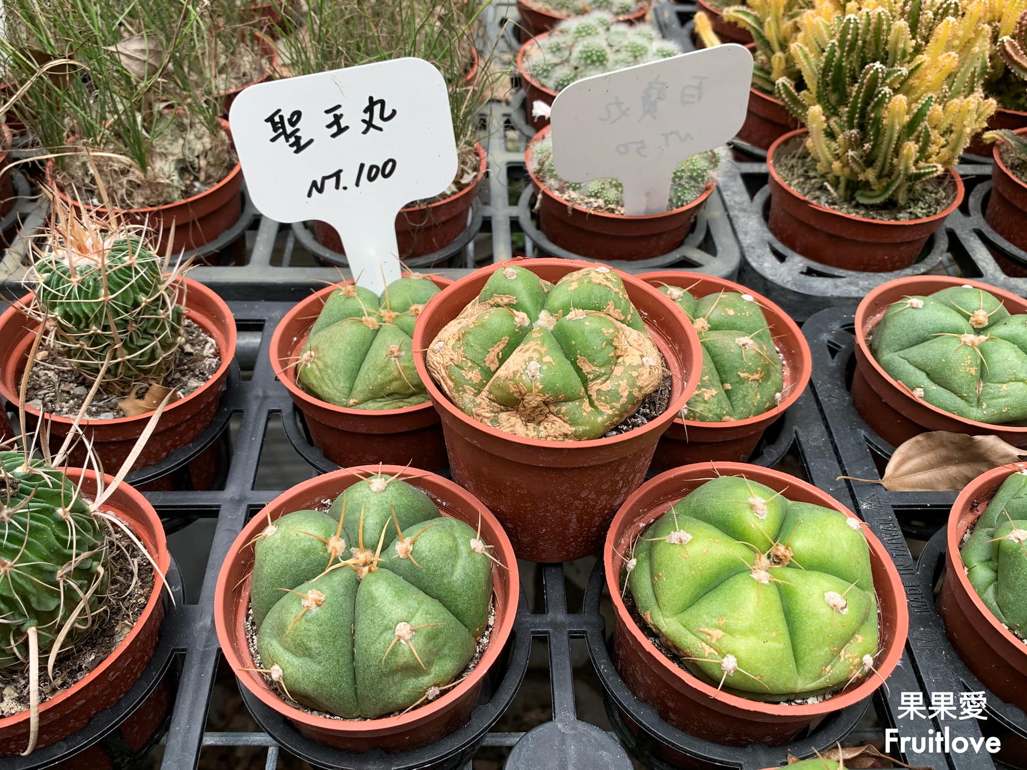 創樂子生活學苑-多肉花藝手作⟩多種療癒人心的多肉植物和盆器，還有在地推薦的天然水果冰棒，寵物友善 @果果愛Fruitlove