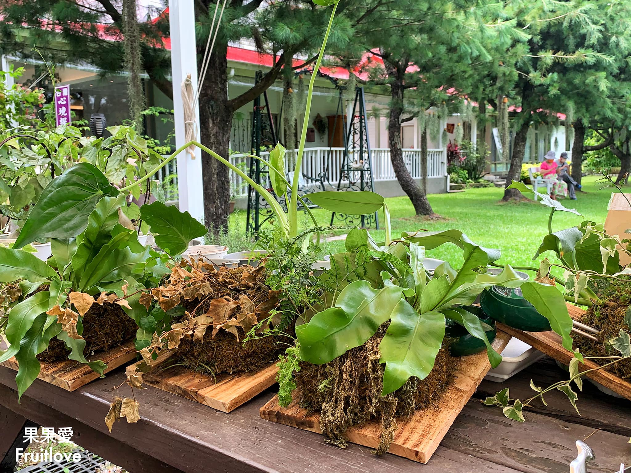 創樂子生活學苑-多肉花藝手作⟩多種療癒人心的多肉植物和盆器，還有在地推薦的天然水果冰棒，寵物友善 @果果愛Fruitlove