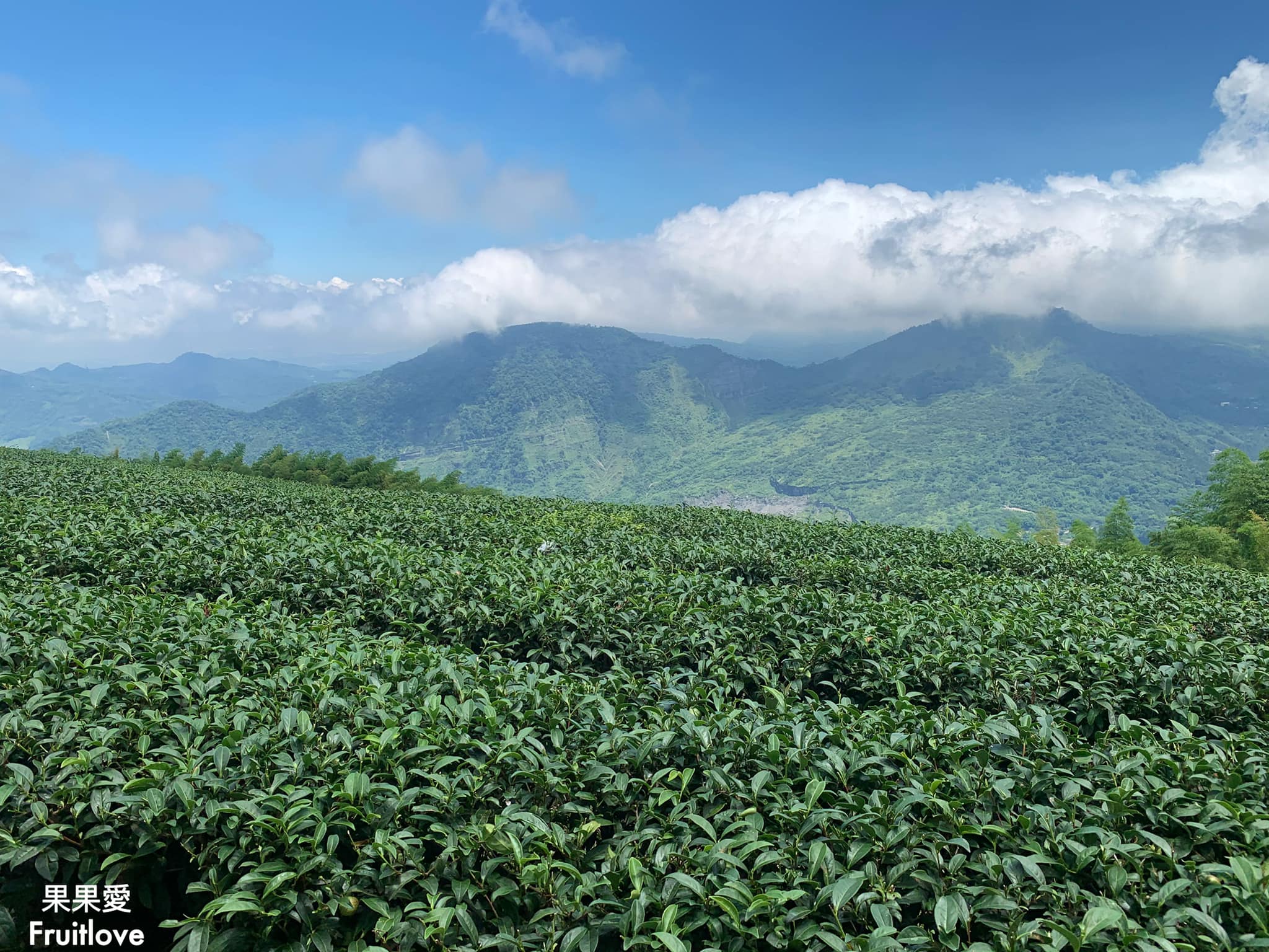 1314觀景台⟩嘉義梅山景點，漫步在茶園步道，感受360度視野零死角的茶園美景 @果果愛Fruitlove