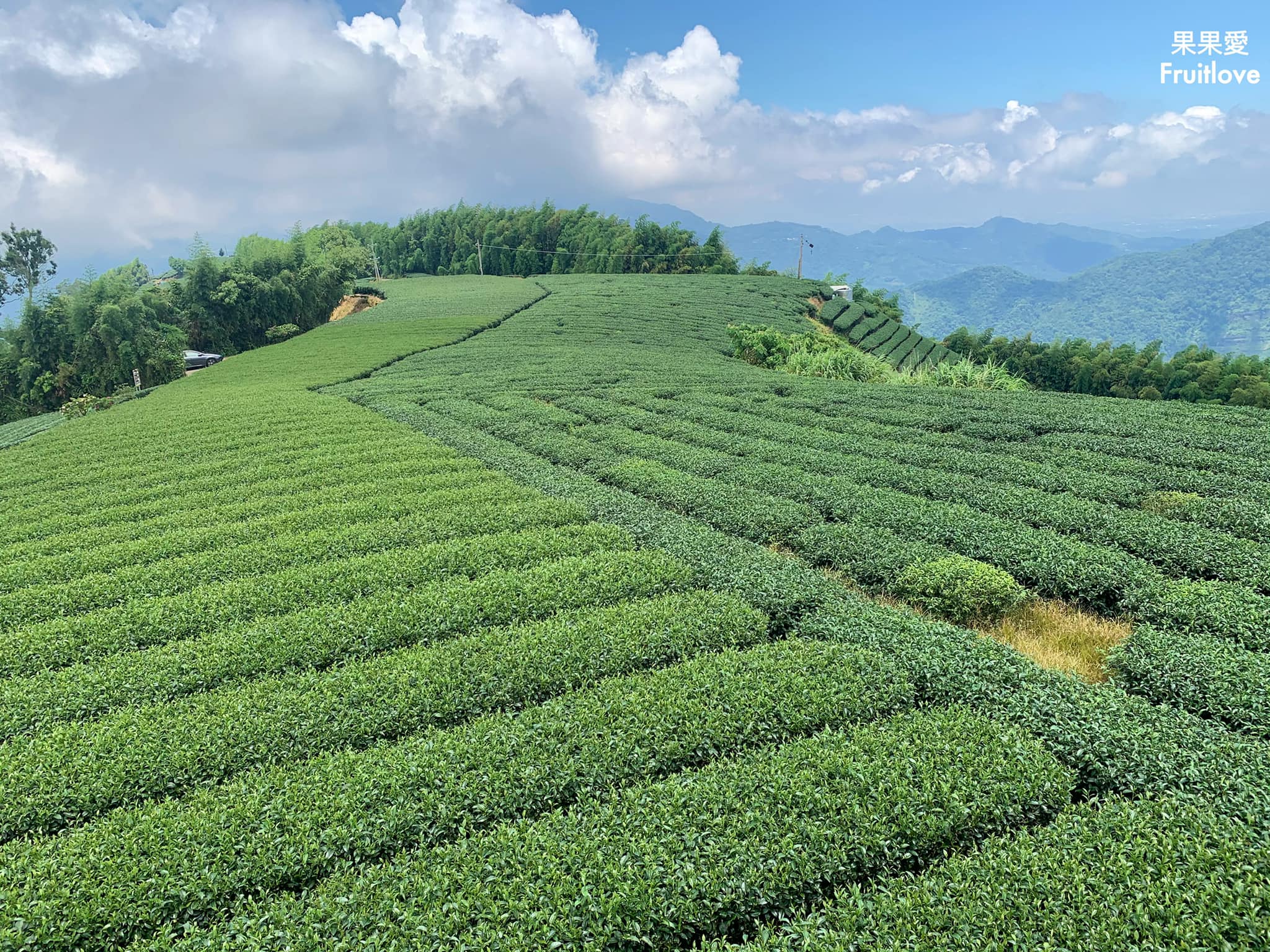 1314觀景台⟩嘉義梅山景點，漫步在茶園步道，感受360度視野零死角的茶園美景 @果果愛Fruitlove