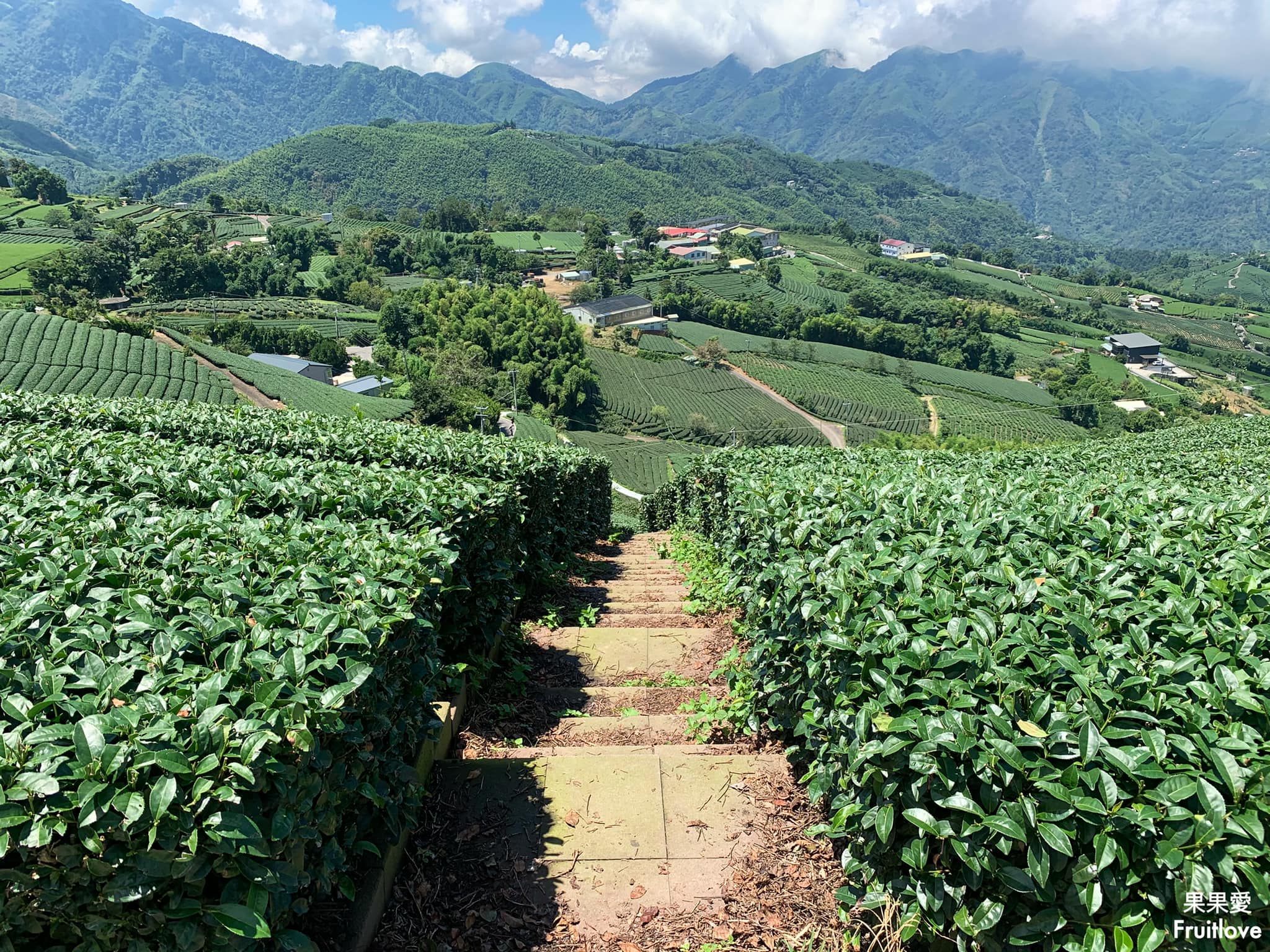 1314觀景台⟩嘉義梅山景點，漫步在茶園步道，感受360度視野零死角的茶園美景 @果果愛Fruitlove