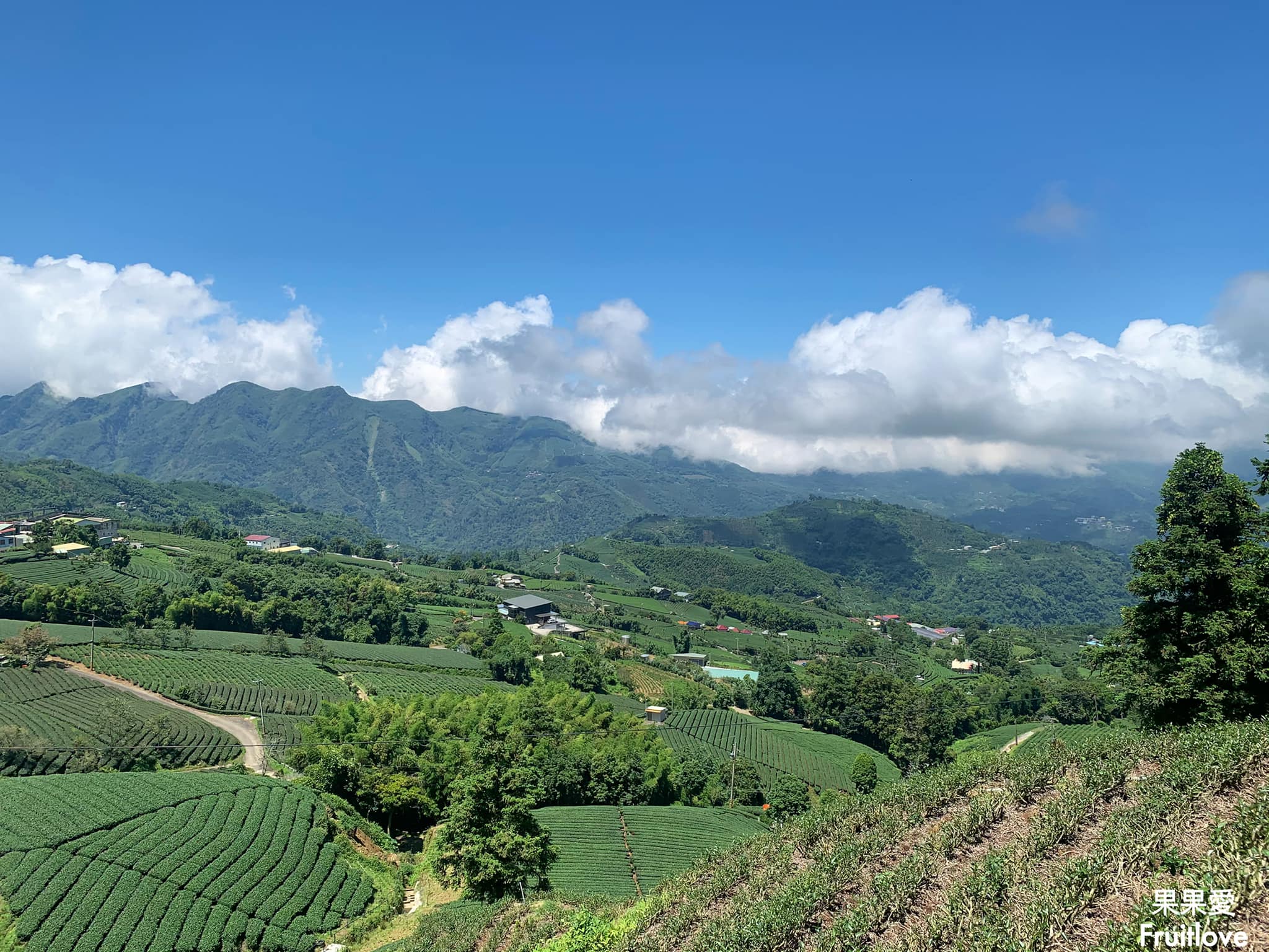 1314觀景台⟩嘉義梅山景點，漫步在茶園步道，感受360度視野零死角的茶園美景 @果果愛Fruitlove