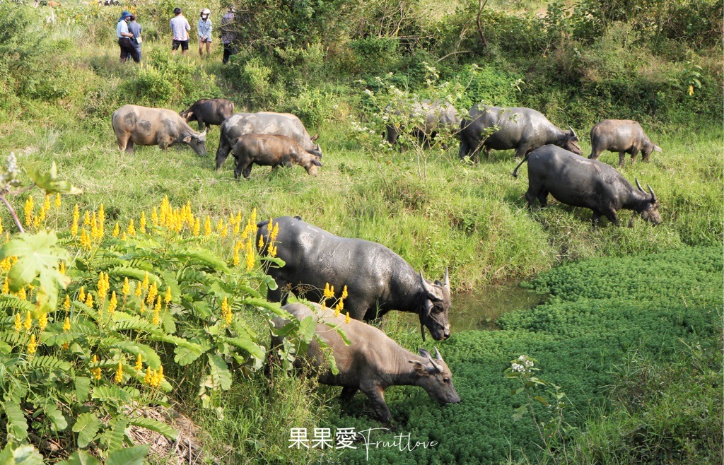 台中景點⟩台中烏日貓羅溪畔牛群，夕陽餘暉時，在堤防上愜意看著牛群返家 @果果愛Fruitlove