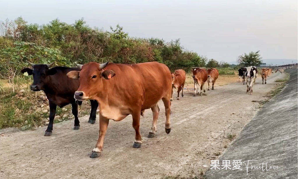 台中景點⟩台中烏日貓羅溪畔牛群，夕陽餘暉時，在堤防上愜意看著牛群返家 @果果愛Fruitlove