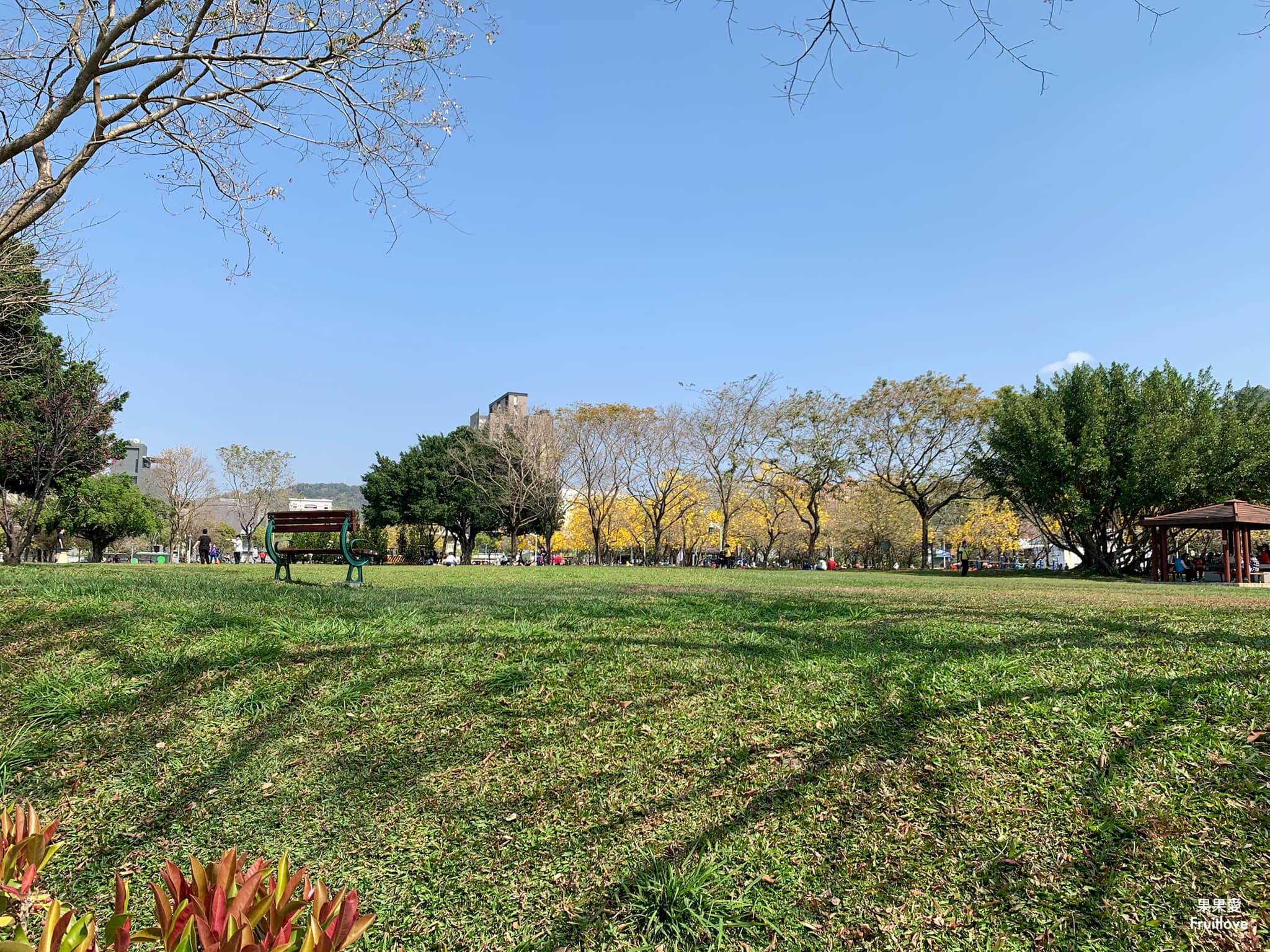 台中大坑景點-廍子公園⟩休閒假日來黃金公園，漫步欣賞黃花風鈴木花海和野餐-寵物友善景點 @果果愛Fruitlove