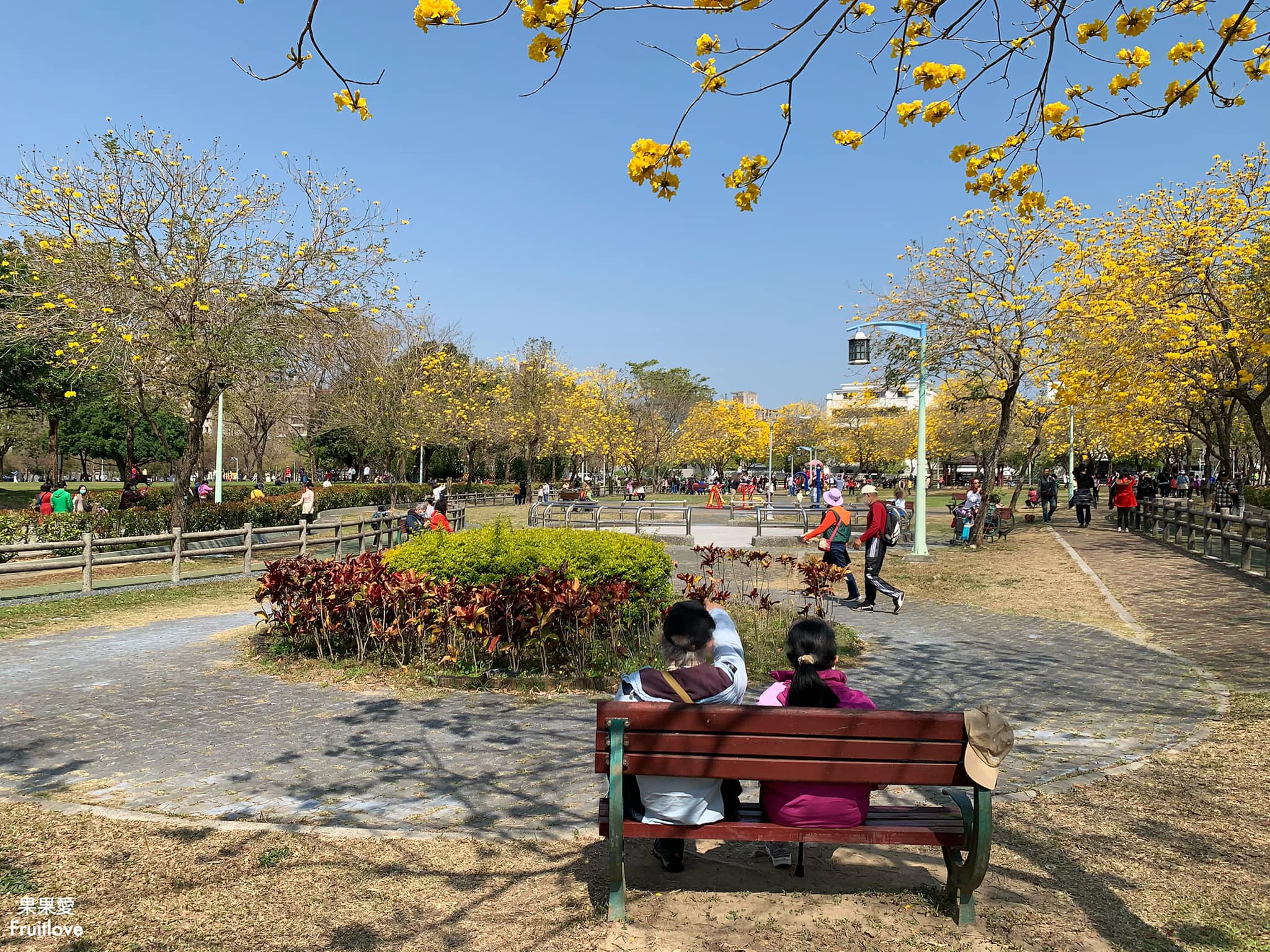 台中大坑景點-廍子公園⟩休閒假日來黃金公園，漫步欣賞黃花風鈴木花海和野餐-寵物友善景點 @果果愛Fruitlove