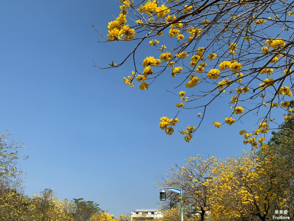 台中大坑景點-廍子公園⟩休閒假日來黃金公園，漫步欣賞黃花風鈴木花海和野餐-寵物友善景點 @果果愛Fruitlove