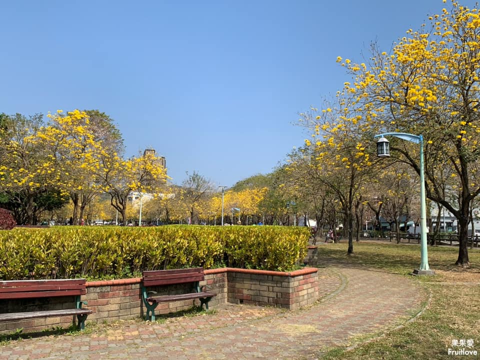 台中大坑景點-廍子公園⟩休閒假日來黃金公園，漫步欣賞黃花風鈴木花海和野餐-寵物友善景點 @果果愛Fruitlove