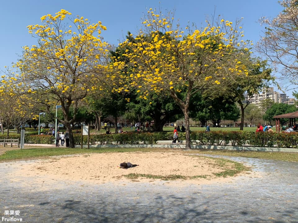 台中大坑景點-廍子公園⟩休閒假日來黃金公園，漫步欣賞黃花風鈴木花海和野餐-寵物友善景點 @果果愛Fruitlove