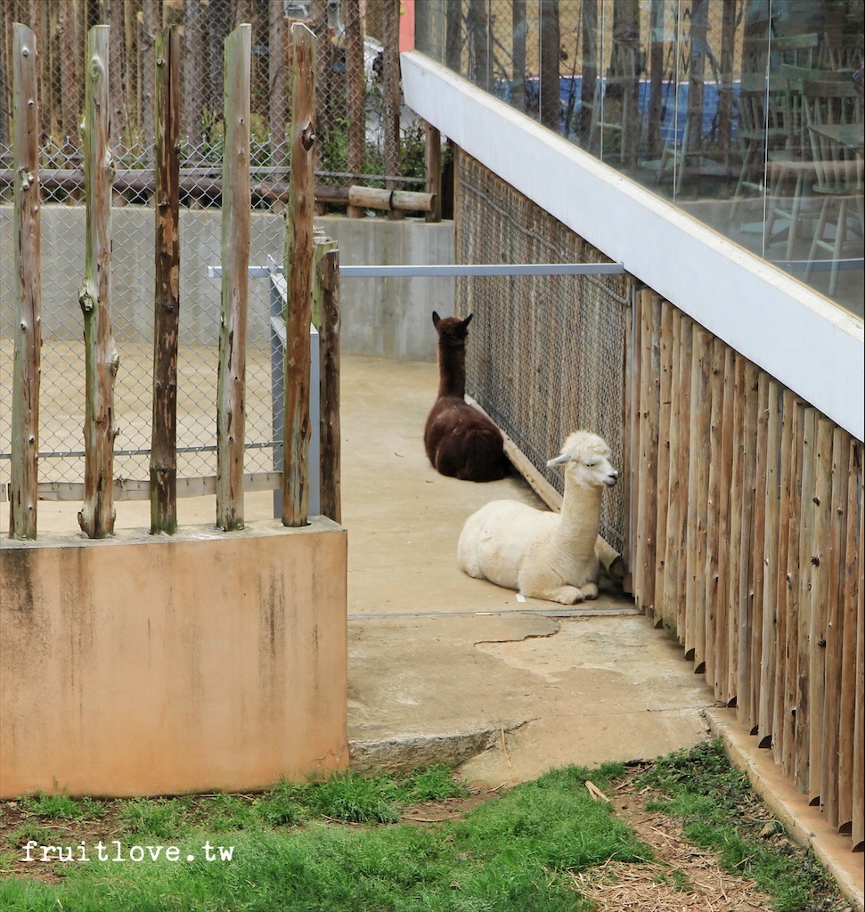 新竹市立動物園⟩原址現存最老的動物園，小而巧，小孩放電好地方-新竹東區親子景點 @果果愛Fruitlove