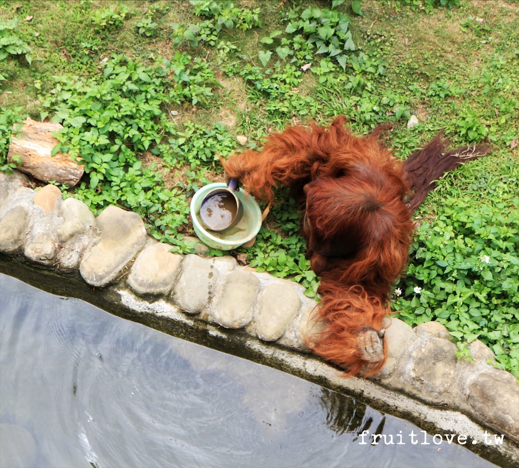 新竹市立動物園⟩原址現存最老的動物園，小而巧，小孩放電好地方-新竹東區親子景點 @果果愛Fruitlove