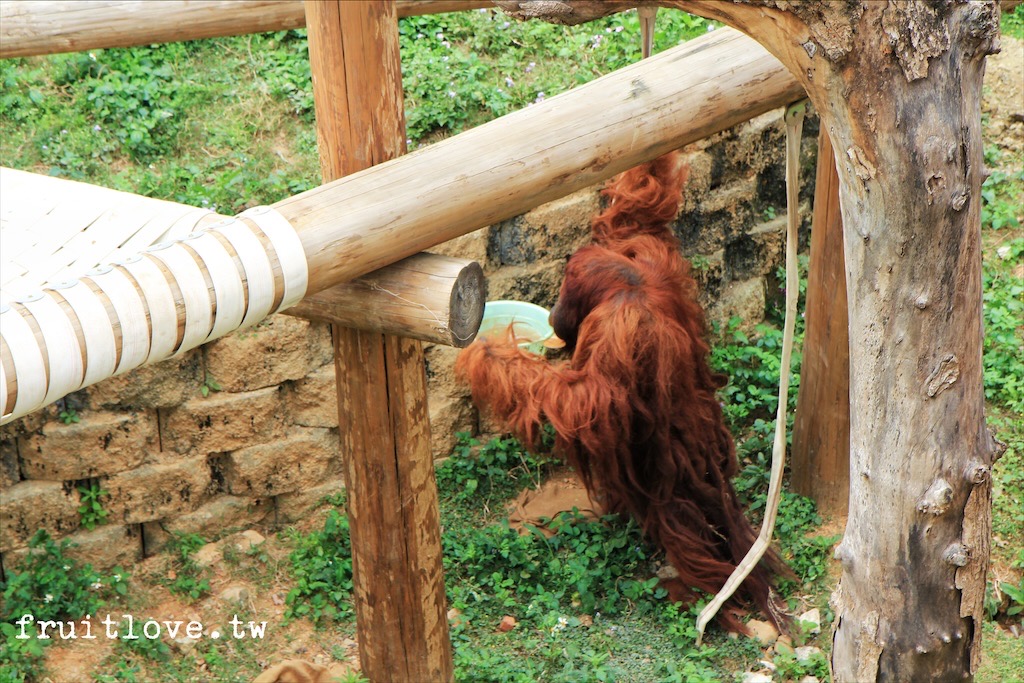 新竹市立動物園⟩原址現存最老的動物園，小而巧，小孩放電好地方-新竹東區親子景點 @果果愛Fruitlove