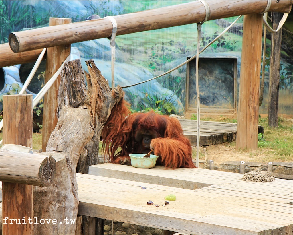 新竹市立動物園⟩原址現存最老的動物園，小而巧，小孩放電好地方-新竹東區親子景點 @果果愛Fruitlove