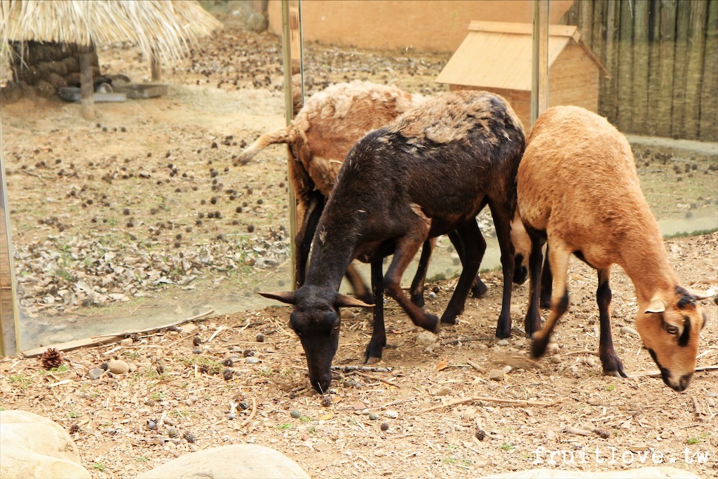 新竹市立動物園⟩原址現存最老的動物園，小而巧，小孩放電好地方-新竹東區親子景點 @果果愛Fruitlove