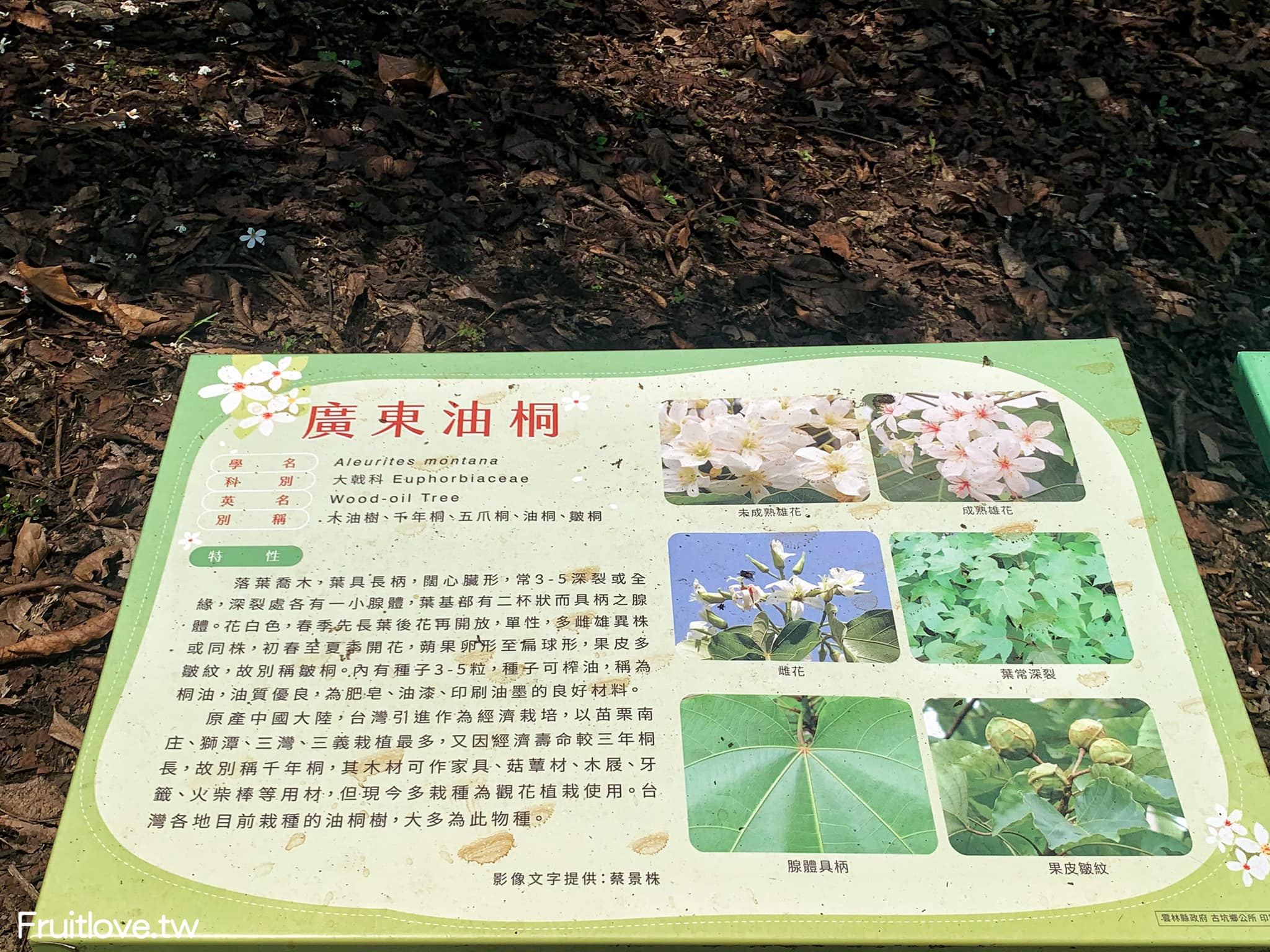 荷苞山桐花公園⟩雲林古坑景點/寵物友善，讓我們一起欣賞雪白的桐花雨和花毯，季節限定 @果果愛Fruitlove