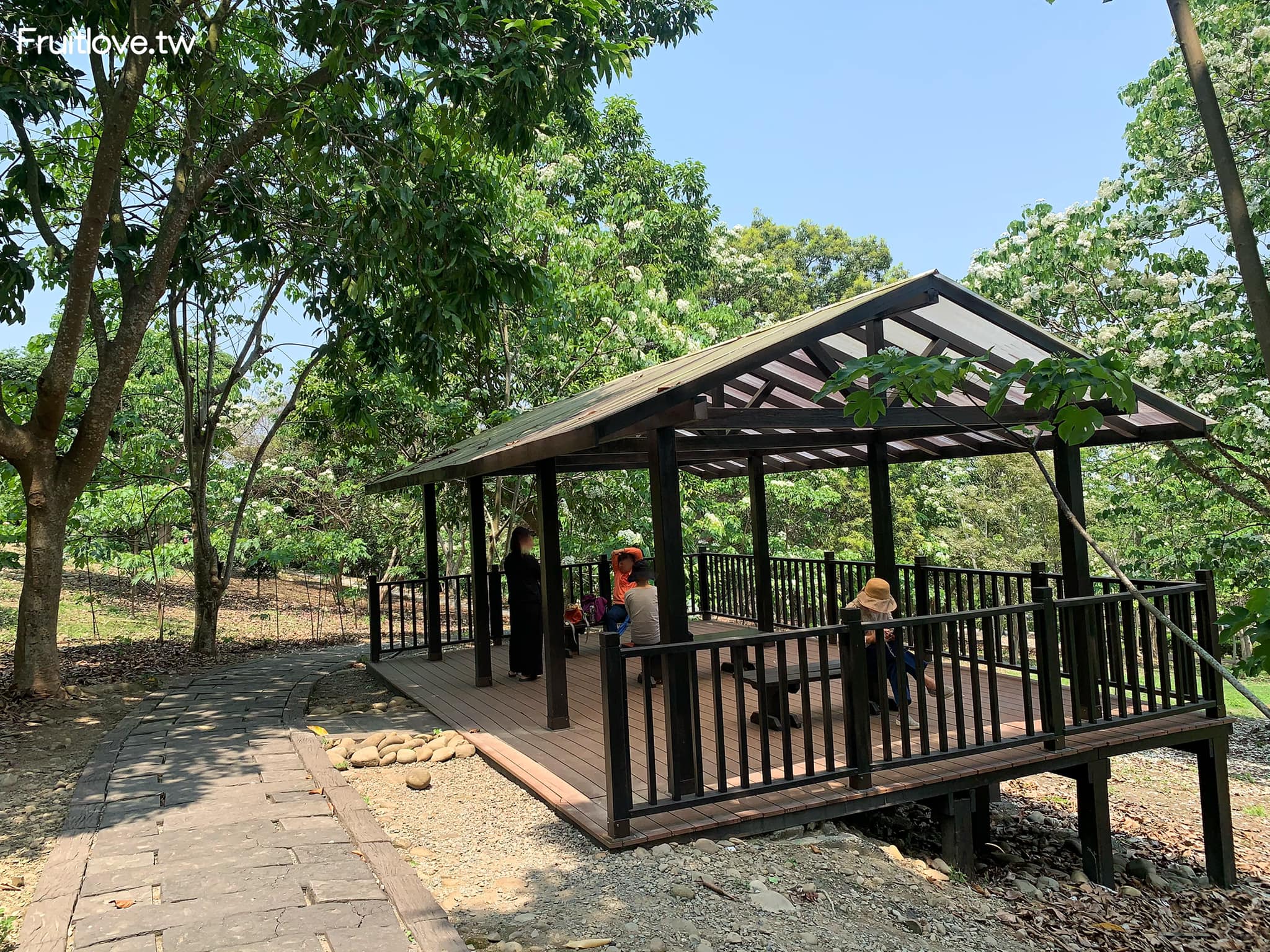 荷苞山桐花公園⟩雲林古坑景點/寵物友善，讓我們一起欣賞雪白的桐花雨和花毯，季節限定 @果果愛Fruitlove