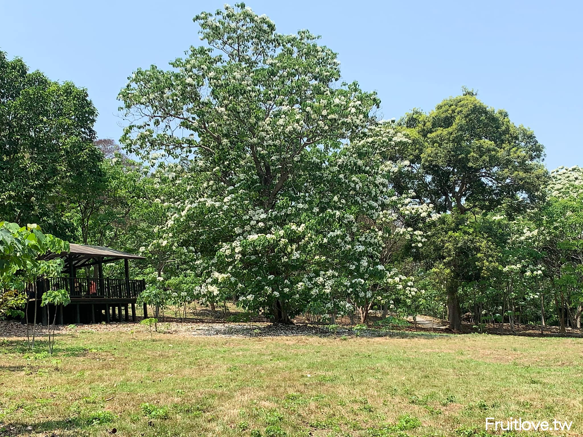 荷苞山桐花公園⟩雲林古坑景點/寵物友善，讓我們一起欣賞雪白的桐花雨和花毯，季節限定 @果果愛Fruitlove