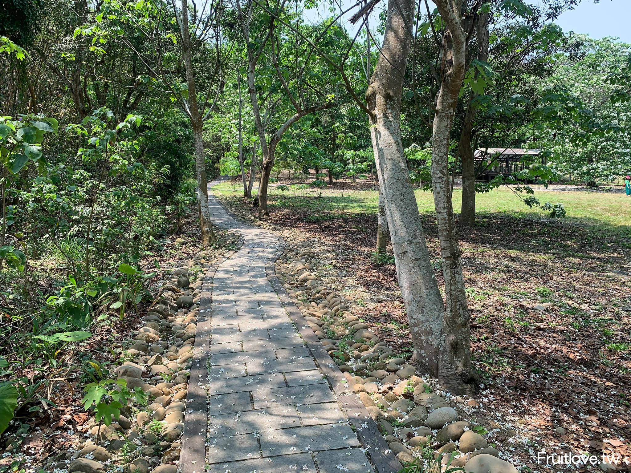 荷苞山桐花公園⟩雲林古坑景點/寵物友善，讓我們一起欣賞雪白的桐花雨和花毯，季節限定 @果果愛Fruitlove