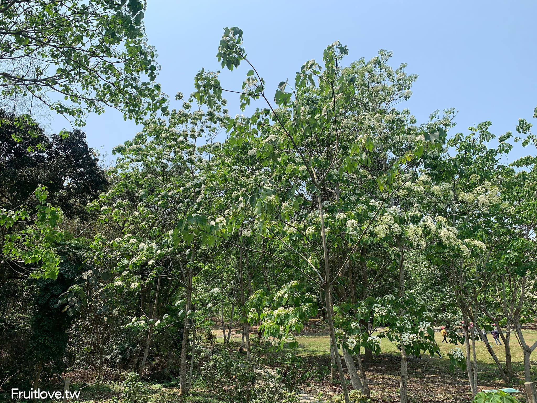 荷苞山桐花公園⟩雲林古坑景點/寵物友善，讓我們一起欣賞雪白的桐花雨和花毯，季節限定 @果果愛Fruitlove