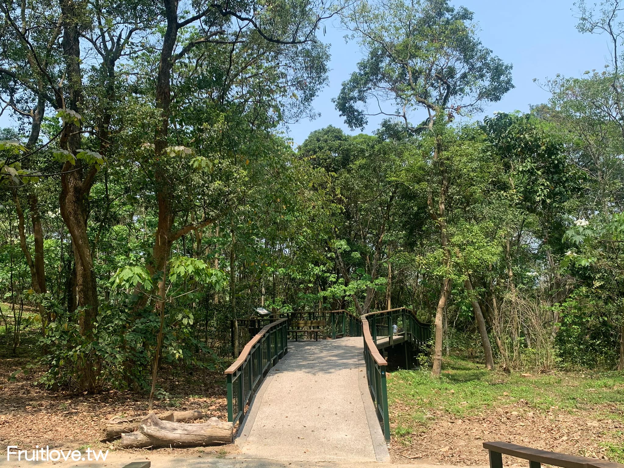 荷苞山桐花公園⟩雲林古坑景點/寵物友善，讓我們一起欣賞雪白的桐花雨和花毯，季節限定 @果果愛Fruitlove