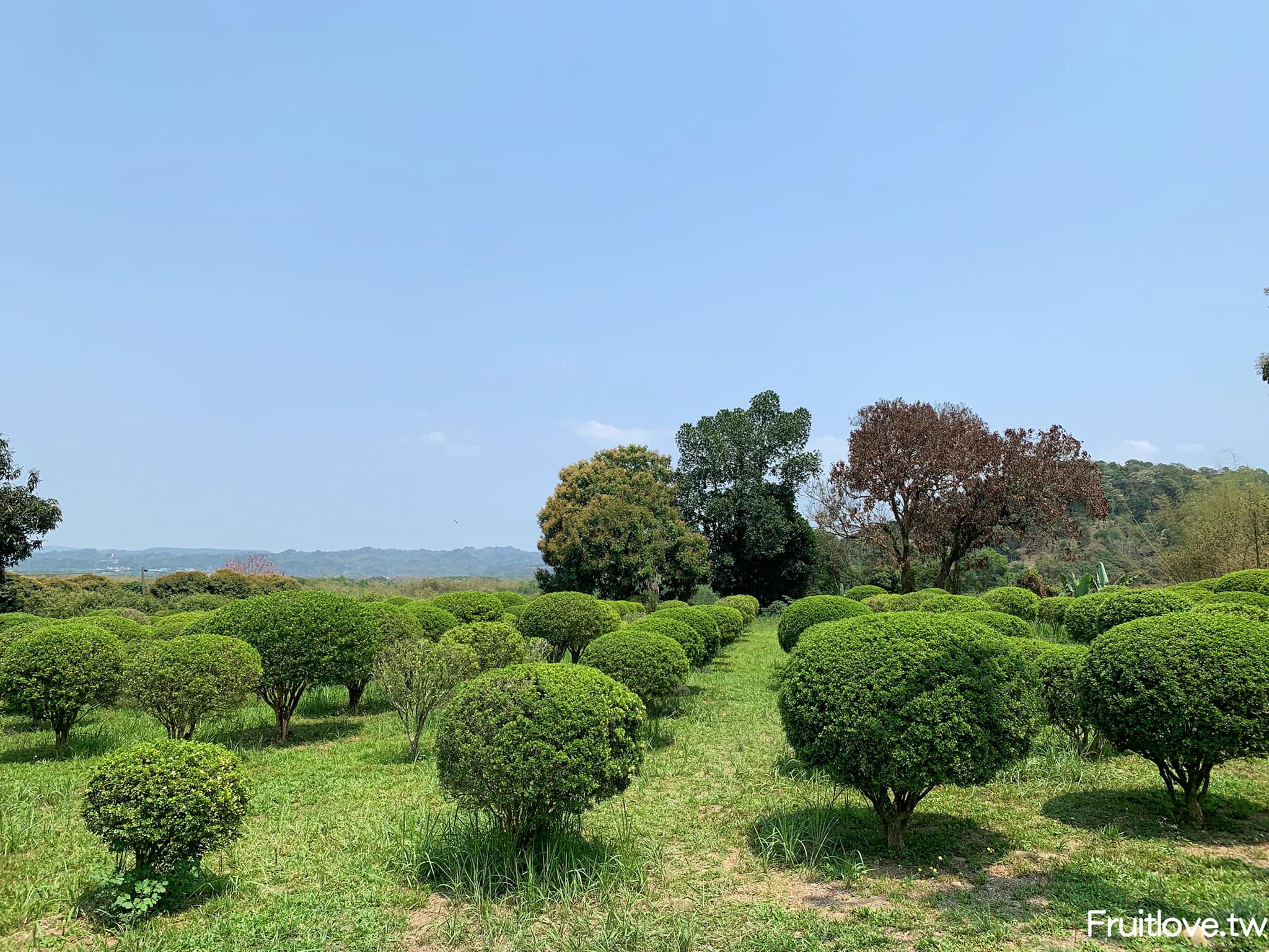 荷苞山桐花公園⟩雲林古坑景點/寵物友善，讓我們一起欣賞雪白的桐花雨和花毯，季節限定 @果果愛Fruitlove