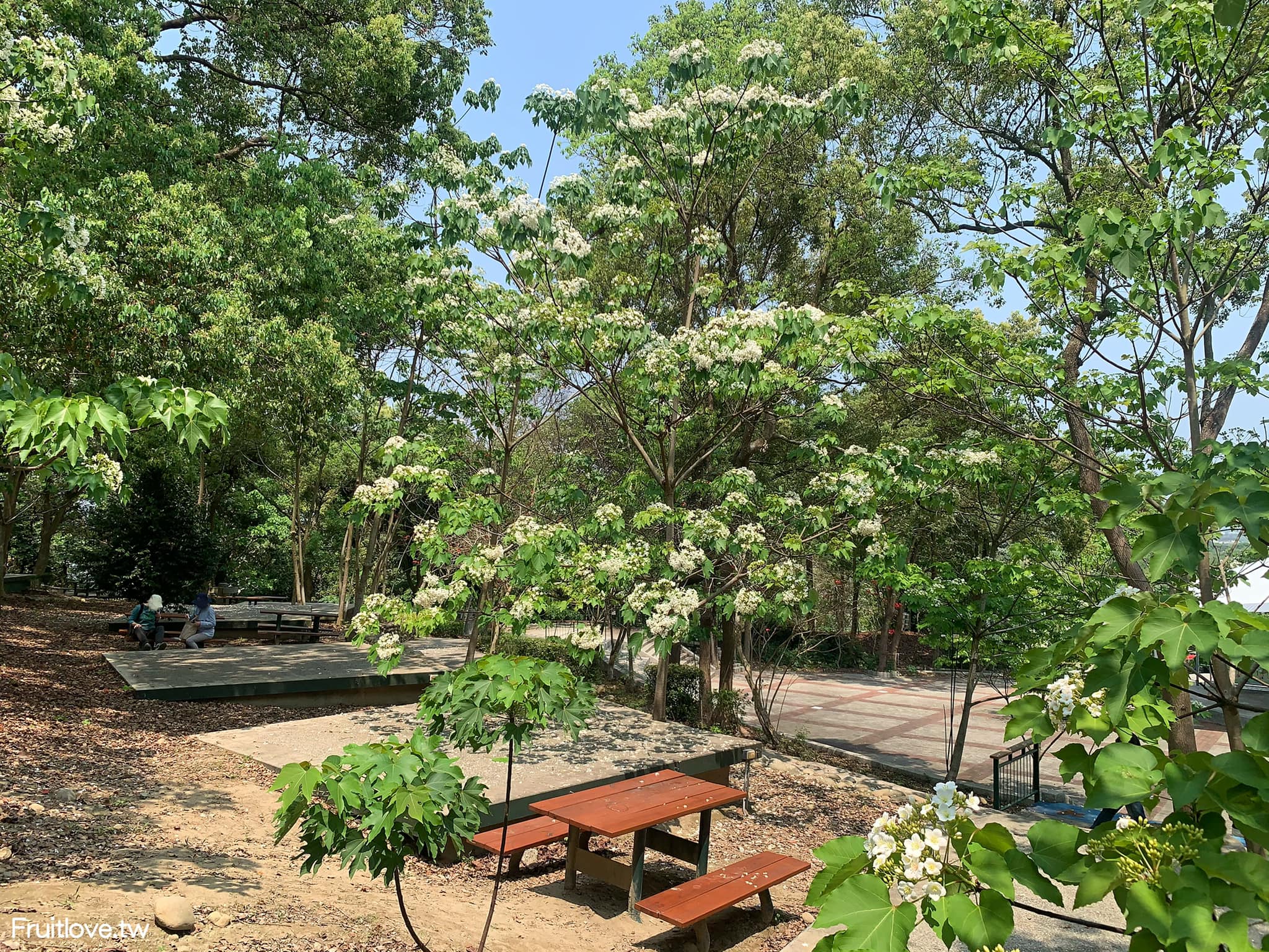 荷苞山桐花公園⟩雲林古坑景點/寵物友善，讓我們一起欣賞雪白的桐花雨和花毯，季節限定 @果果愛Fruitlove