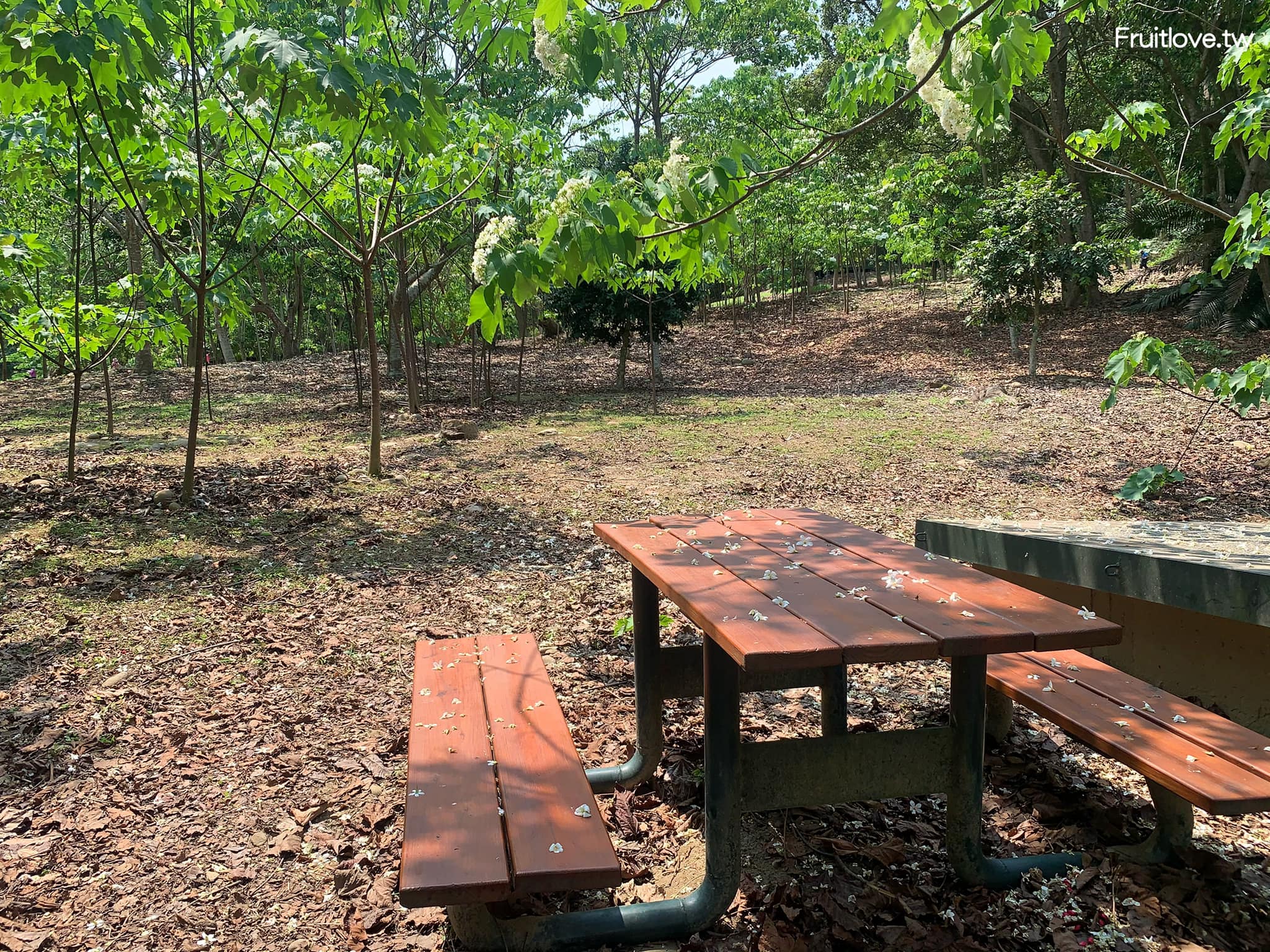 荷苞山桐花公園⟩雲林古坑景點/寵物友善，讓我們一起欣賞雪白的桐花雨和花毯，季節限定 @果果愛Fruitlove