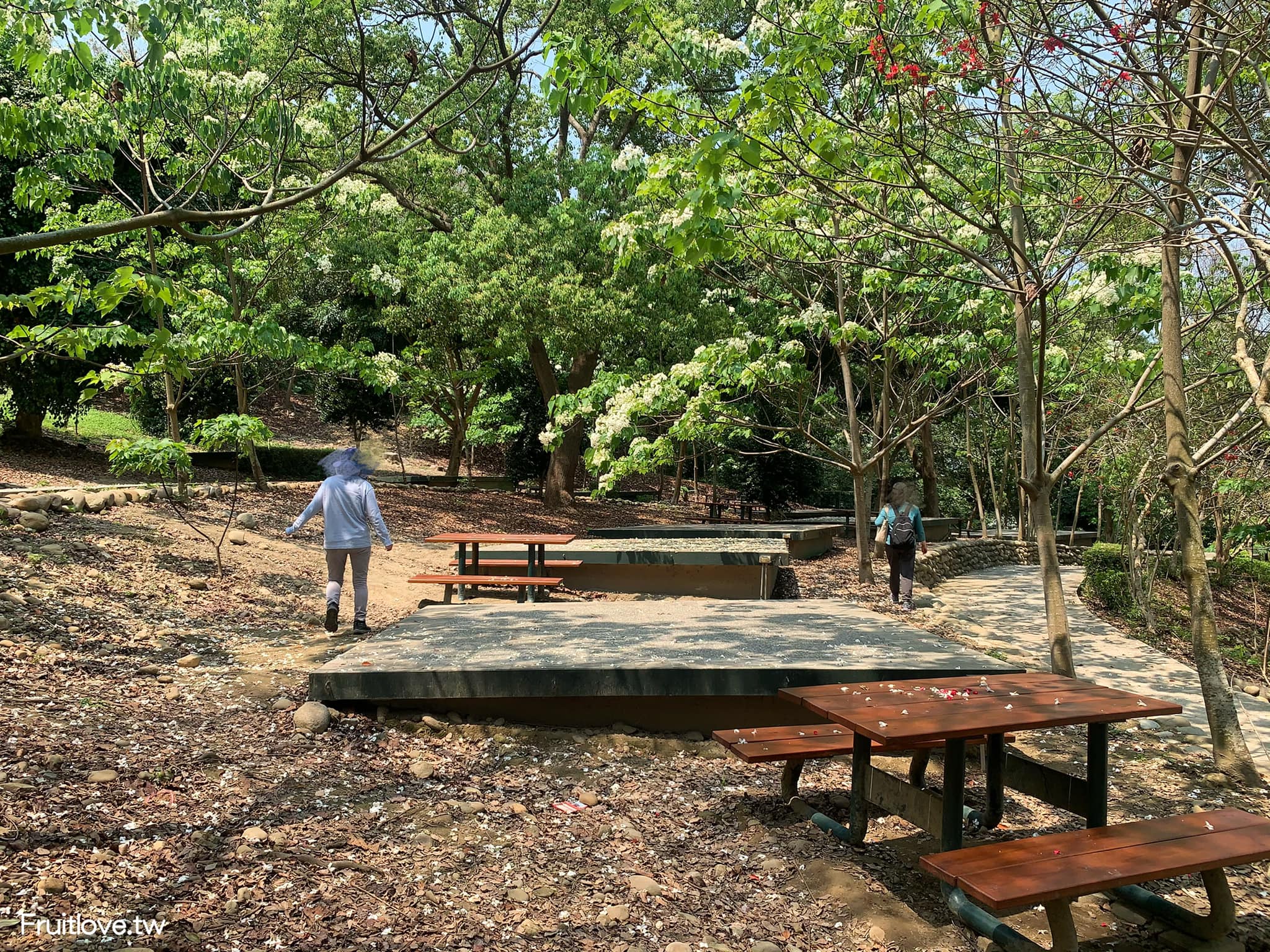 荷苞山桐花公園⟩雲林古坑景點/寵物友善，讓我們一起欣賞雪白的桐花雨和花毯，季節限定 @果果愛Fruitlove