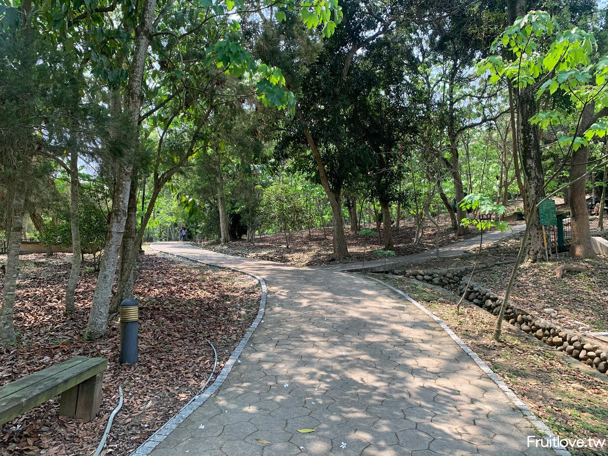 荷苞山桐花公園⟩雲林古坑景點/寵物友善，讓我們一起欣賞雪白的桐花雨和花毯，季節限定 @果果愛Fruitlove