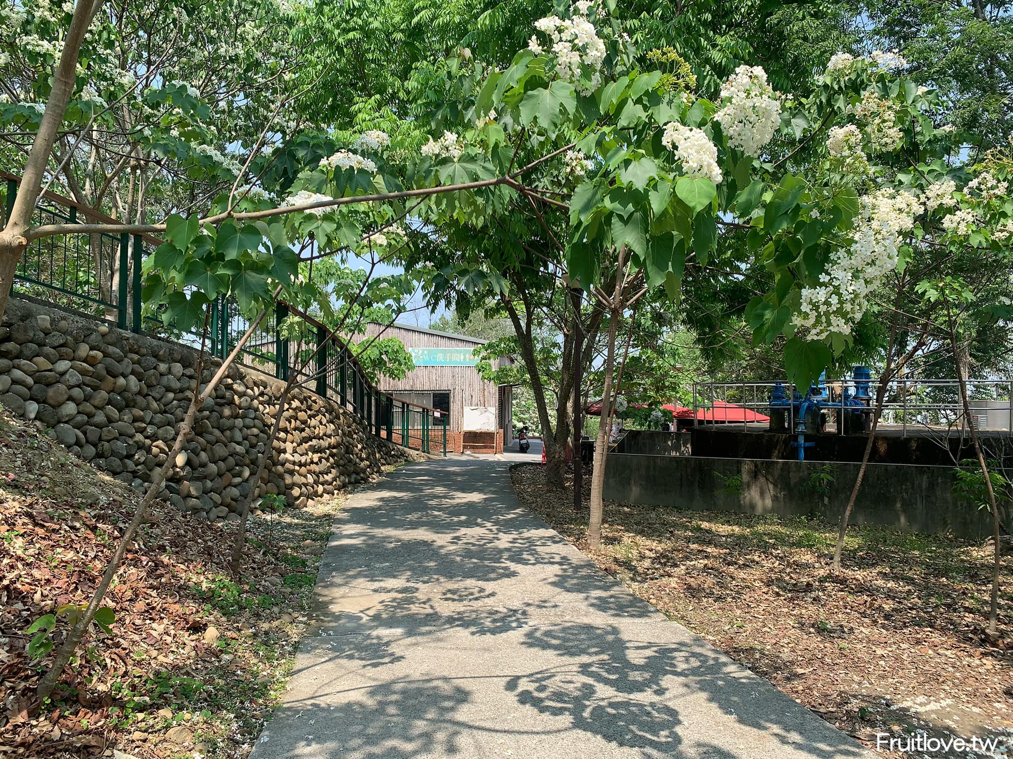 荷苞山桐花公園⟩雲林古坑景點/寵物友善，讓我們一起欣賞雪白的桐花雨和花毯，季節限定 @果果愛Fruitlove