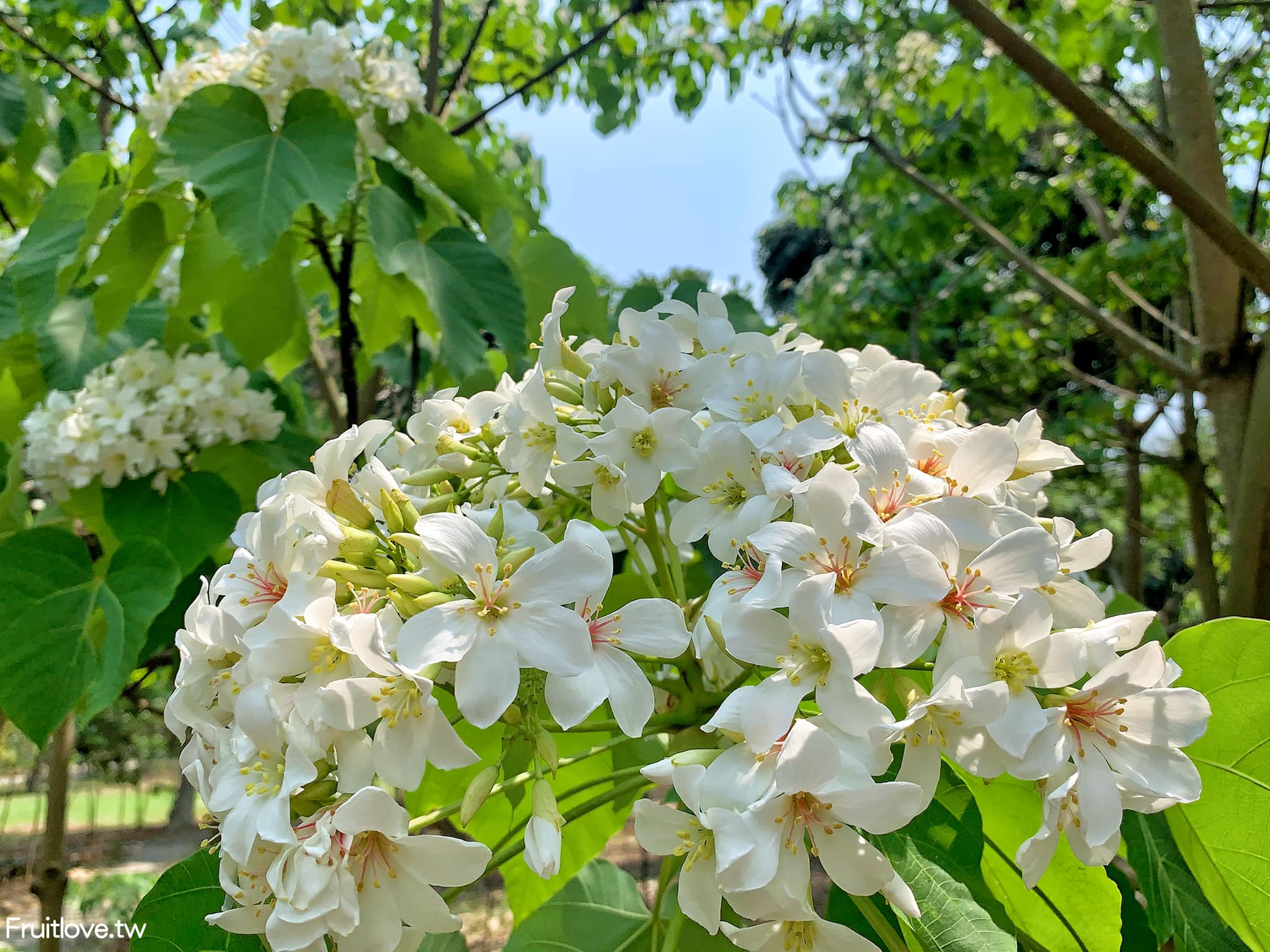 荷苞山桐花公園⟩雲林古坑景點/寵物友善，讓我們一起欣賞雪白的桐花雨和花毯，季節限定 @果果愛Fruitlove