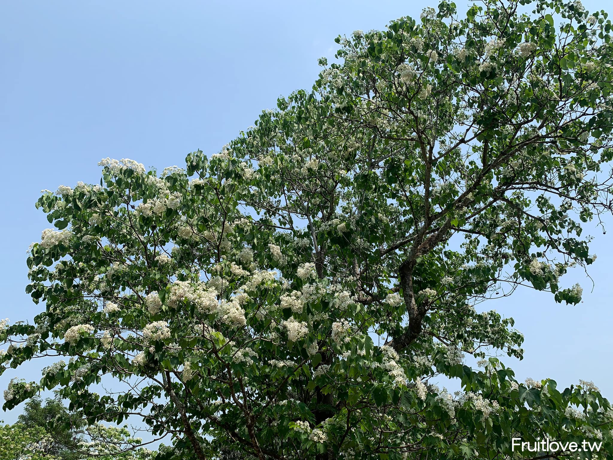 荷苞山桐花公園⟩雲林古坑景點/寵物友善，讓我們一起欣賞雪白的桐花雨和花毯，季節限定 @果果愛Fruitlove