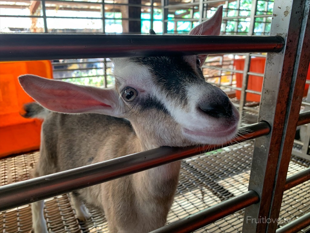 清境牧場門市-南投草屯美食|南投草屯牧場直營的鮮羊乳、羊奶冰棒、羊肉爐，每日現做的純羊奶銅鑼燒，開放散客免費預約牧場參觀 @果果愛Fruitlove