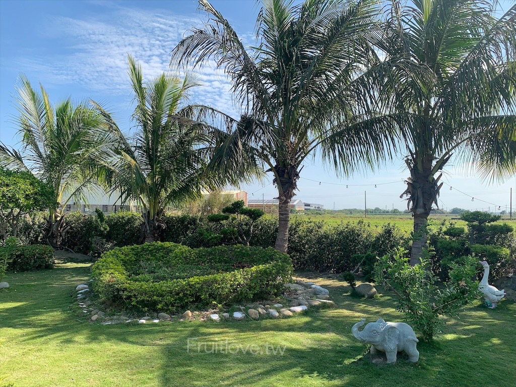 老福仔蒜頭餅⟩嘉義六腳美食，嘉義伴手禮推薦，老福仔糕餅舖的蒜頭餅，獨特回甘的清香，讓人回味無窮 @果果愛Fruitlove