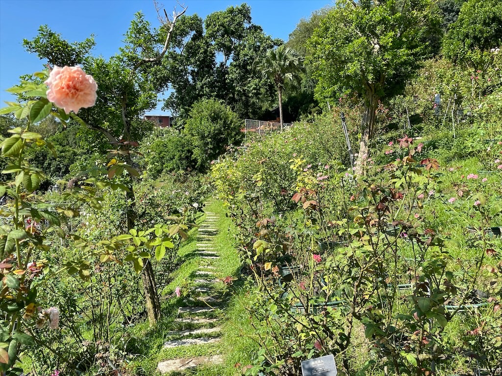 雅聞七里香玫瑰森林⟩苗栗頭屋免費景點，七里香玫瑰森林花園，一年四季都有不同的風情，走走步道呼吸芬多精，春秋兩季有玫瑰花海可欣賞 @果果愛Fruitlove