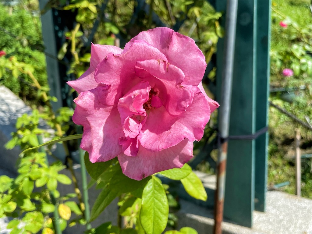 雅聞七里香玫瑰森林⟩苗栗頭屋免費景點，七里香玫瑰森林花園，一年四季都有不同的風情，走走步道呼吸芬多精，春秋兩季有玫瑰花海可欣賞 @果果愛Fruitlove