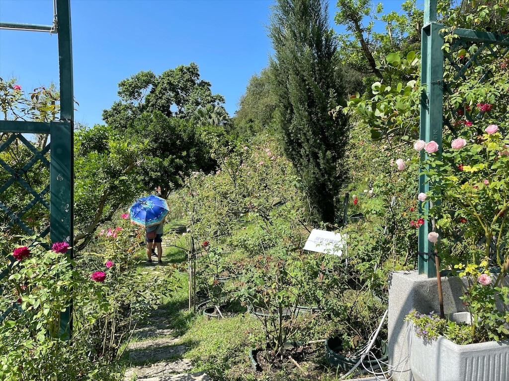 雅聞七里香玫瑰森林⟩苗栗頭屋免費景點，七里香玫瑰森林花園，一年四季都有不同的風情，走走步道呼吸芬多精，春秋兩季有玫瑰花海可欣賞 @果果愛Fruitlove