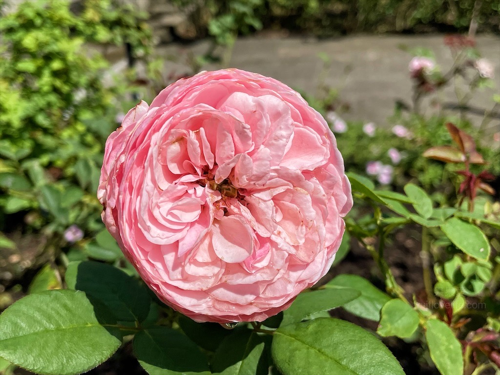 雅聞七里香玫瑰森林⟩苗栗頭屋免費景點，七里香玫瑰森林花園，一年四季都有不同的風情，走走步道呼吸芬多精，春秋兩季有玫瑰花海可欣賞 @果果愛Fruitlove