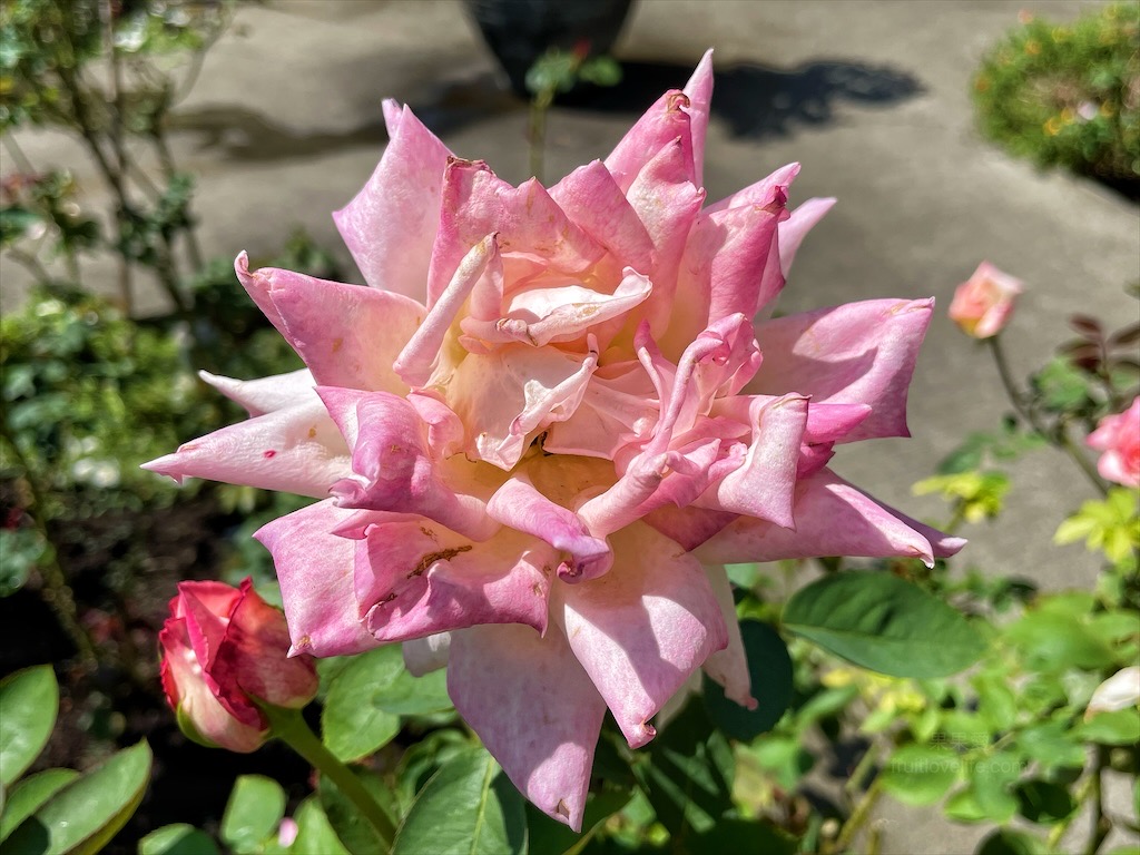 雅聞七里香玫瑰森林⟩苗栗頭屋免費景點，七里香玫瑰森林花園，一年四季都有不同的風情，走走步道呼吸芬多精，春秋兩季有玫瑰花海可欣賞 @果果愛Fruitlove