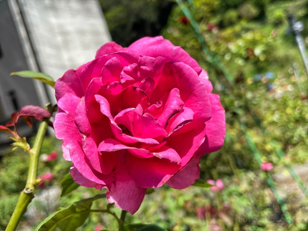 雅聞七里香玫瑰森林⟩苗栗頭屋免費景點，七里香玫瑰森林花園，一年四季都有不同的風情，走走步道呼吸芬多精，春秋兩季有玫瑰花海可欣賞 @果果愛Fruitlove