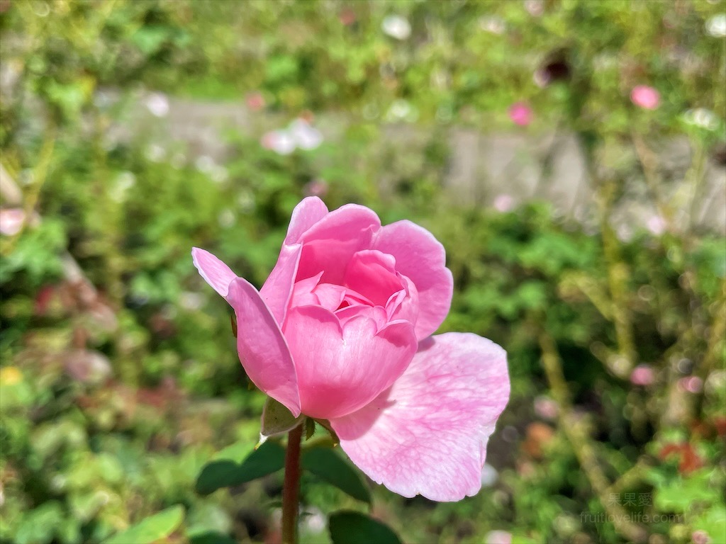 雅聞七里香玫瑰森林⟩苗栗頭屋免費景點，七里香玫瑰森林花園，一年四季都有不同的風情，走走步道呼吸芬多精，春秋兩季有玫瑰花海可欣賞 @果果愛Fruitlove