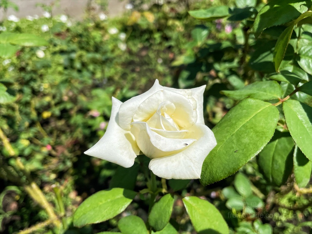 雅聞七里香玫瑰森林⟩苗栗頭屋免費景點，七里香玫瑰森林花園，一年四季都有不同的風情，走走步道呼吸芬多精，春秋兩季有玫瑰花海可欣賞 @果果愛Fruitlove