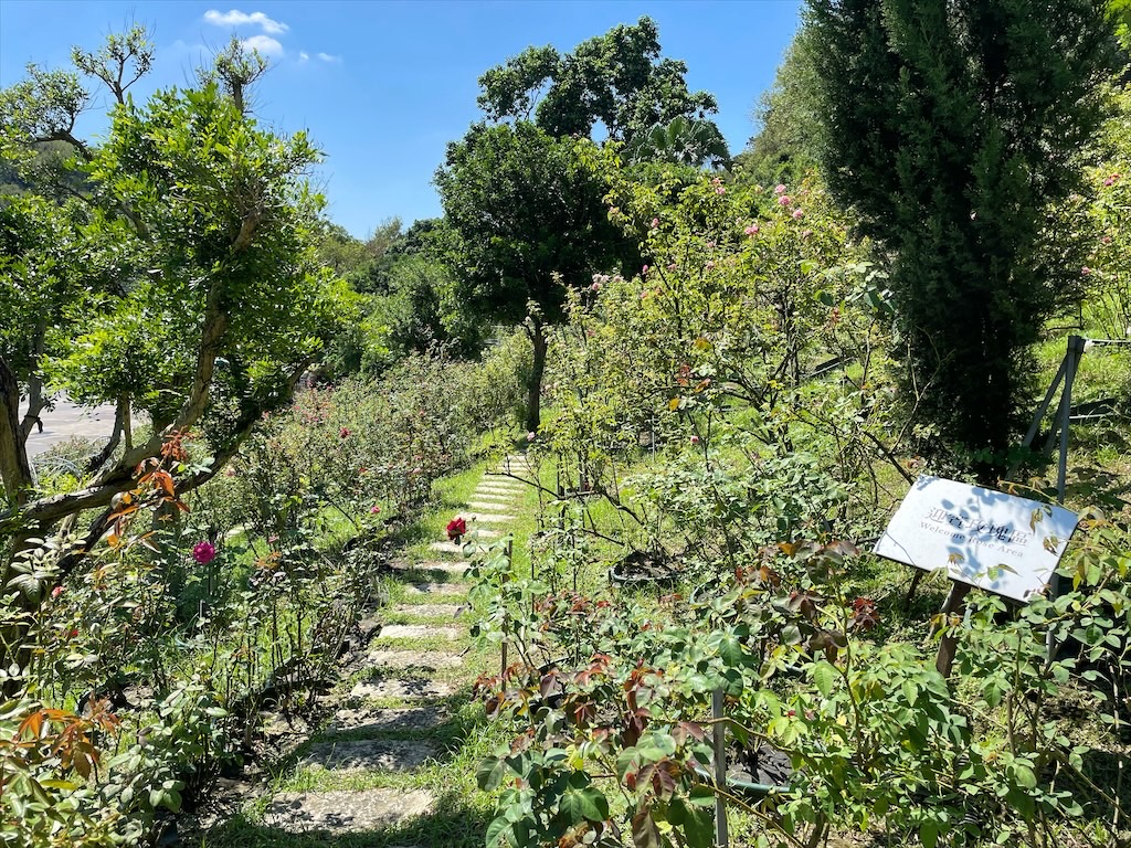 雅聞七里香玫瑰森林⟩苗栗頭屋免費景點，七里香玫瑰森林花園，一年四季都有不同的風情，走走步道呼吸芬多精，春秋兩季有玫瑰花海可欣賞 @果果愛Fruitlove