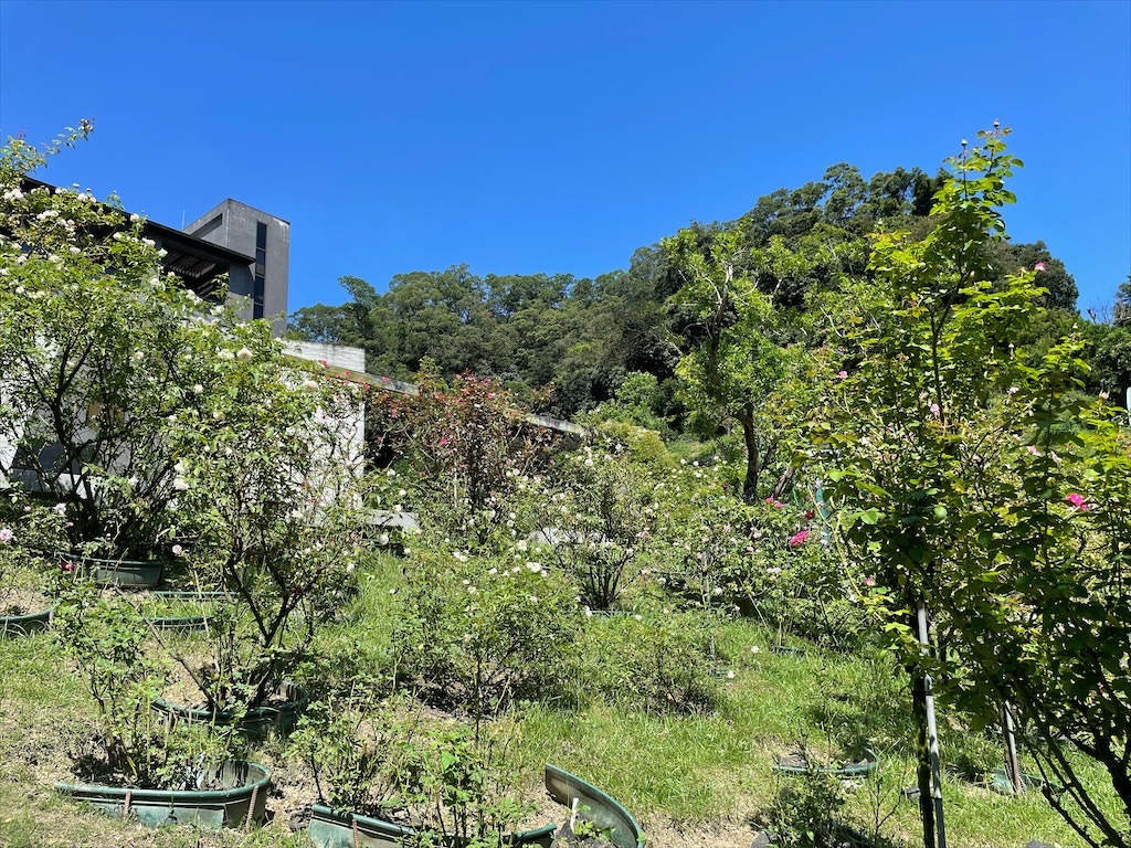 雅聞七里香玫瑰森林⟩苗栗頭屋免費景點，七里香玫瑰森林花園，一年四季都有不同的風情，走走步道呼吸芬多精，春秋兩季有玫瑰花海可欣賞 @果果愛Fruitlove