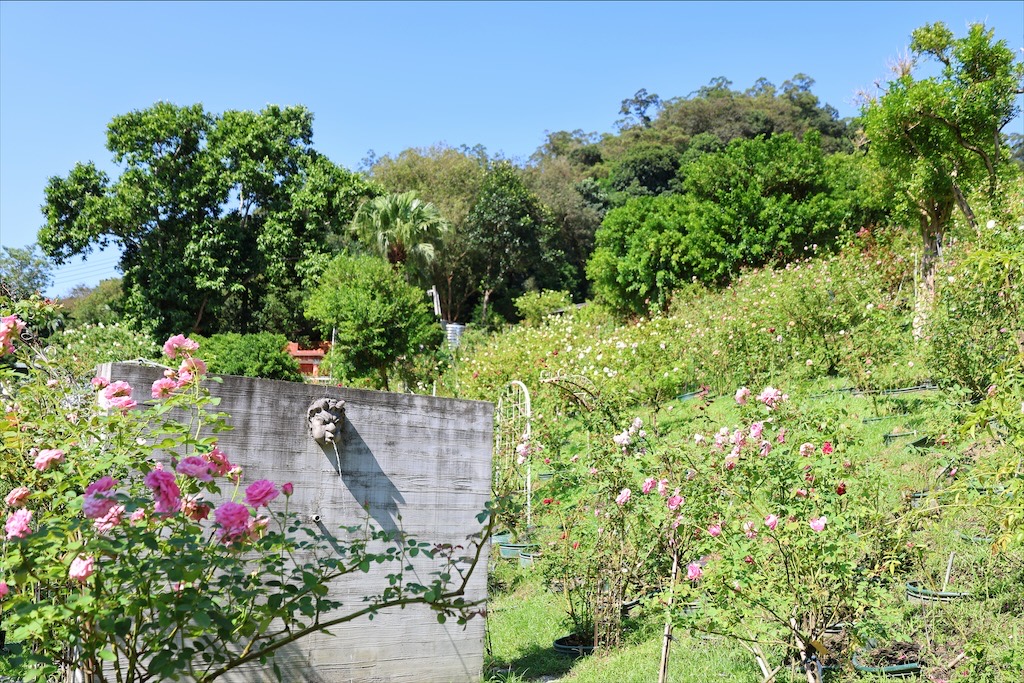 雅聞七里香玫瑰森林⟩苗栗頭屋免費景點，七里香玫瑰森林花園，一年四季都有不同的風情，走走步道呼吸芬多精，春秋兩季有玫瑰花海可欣賞 @果果愛Fruitlove