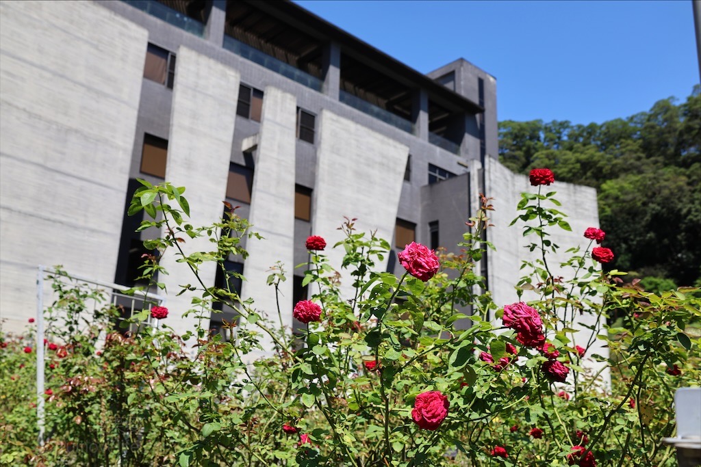 雅聞七里香玫瑰森林⟩苗栗頭屋免費景點，七里香玫瑰森林花園，一年四季都有不同的風情，走走步道呼吸芬多精，春秋兩季有玫瑰花海可欣賞 @果果愛Fruitlove