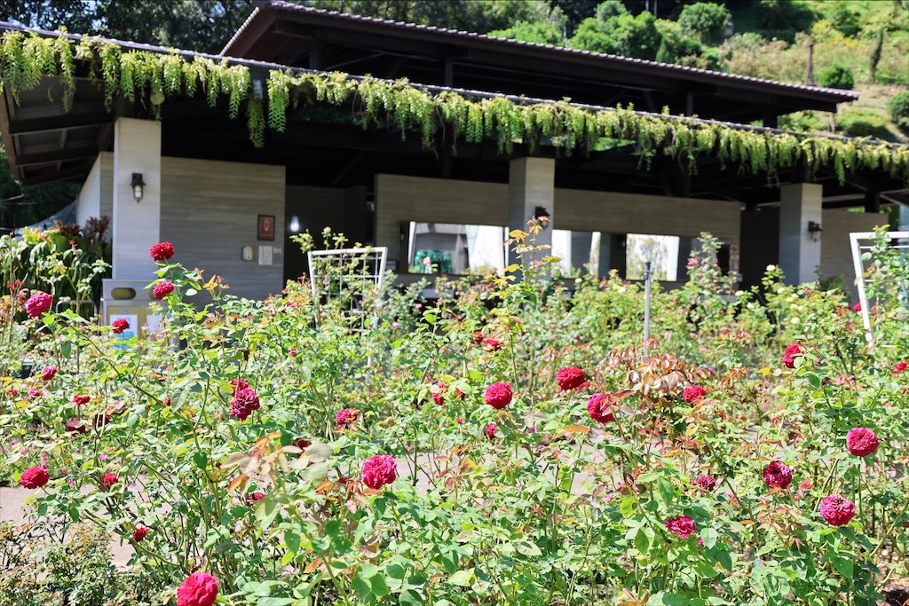 雅聞七里香玫瑰森林⟩苗栗頭屋免費景點，七里香玫瑰森林花園，一年四季都有不同的風情，走走步道呼吸芬多精，春秋兩季有玫瑰花海可欣賞 @果果愛Fruitlove