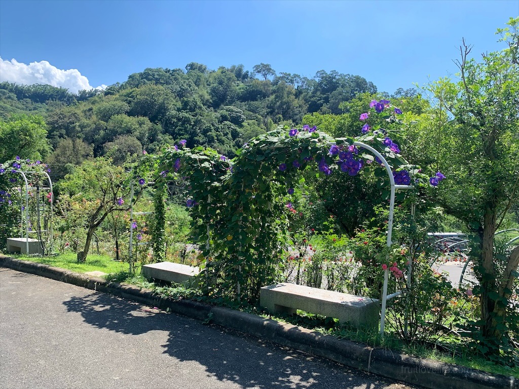 雅聞七里香玫瑰森林⟩苗栗頭屋免費景點，七里香玫瑰森林花園，一年四季都有不同的風情，走走步道呼吸芬多精，春秋兩季有玫瑰花海可欣賞 @果果愛Fruitlove